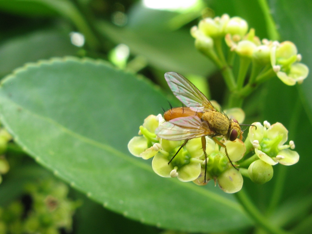 Tachinidae da determinare???